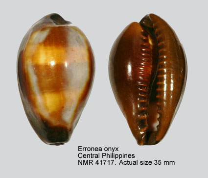 Erronea onyx.jpg - Erronea onyx(Linnaeus,1758)